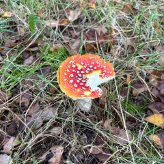 La classe 3c part en excursion dans les Fagnes de Gildehausen.