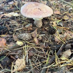 La classe 3c part en excursion dans les Fagnes de Gildehausen.