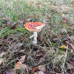 La classe 3c part en excursion dans les Fagnes de Gildehausen.