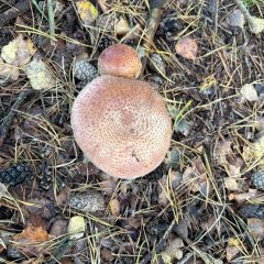 La classe 3c fa un'escursione al Gildehauser Venn.