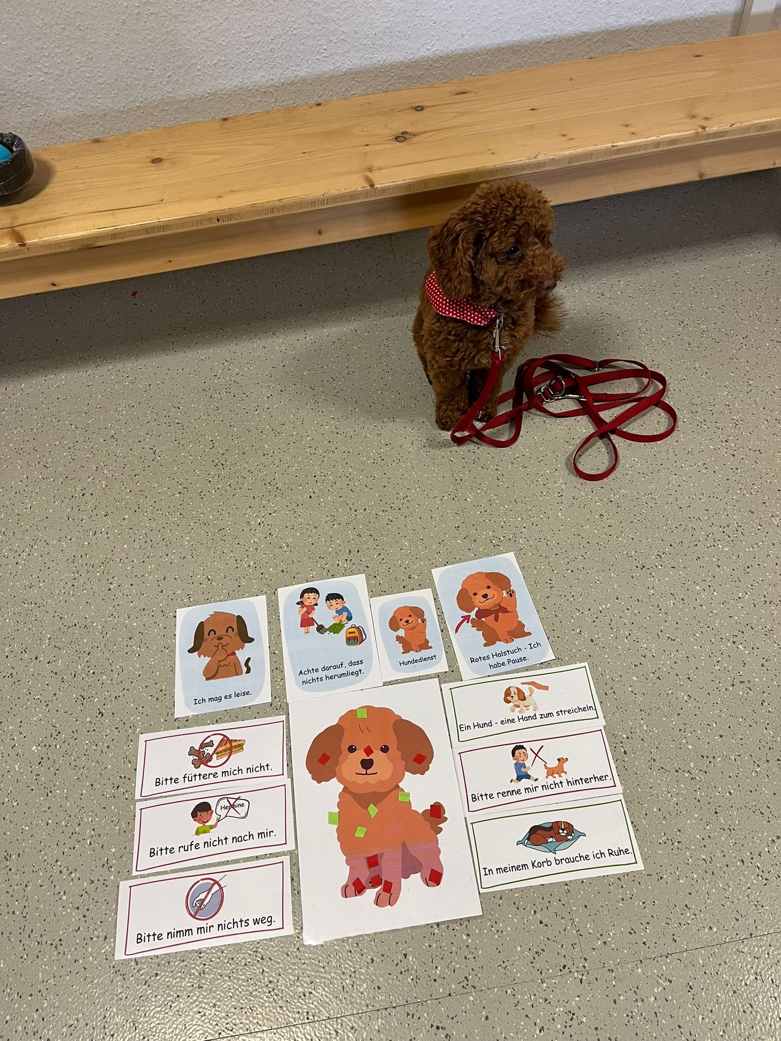 学校犬のハーミン