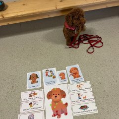 学校犬のハーミン
