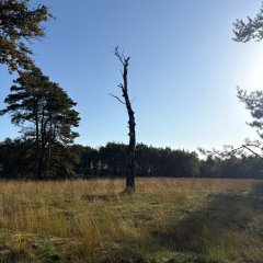 Klasse 3c drar på utflukt til Gildehauser Venn.