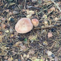 Clasa 3c merge într-o excursie la Gildehauser Venn.